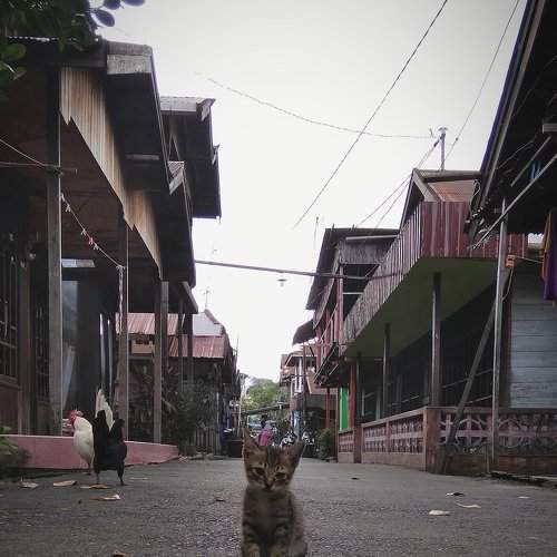 Gangster cat