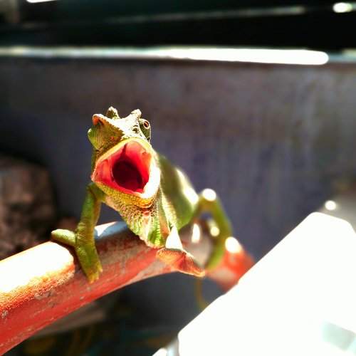 Chameleon....