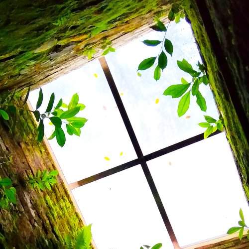Window