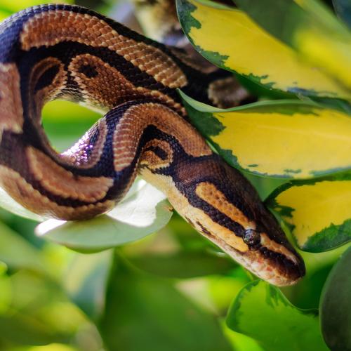 Python