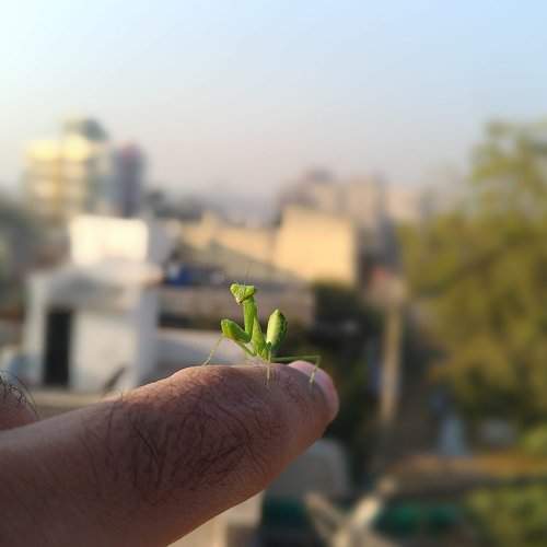 Green mantis