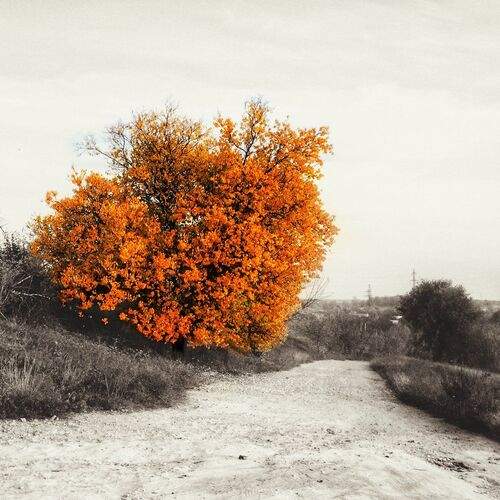 Beautiful Autumn