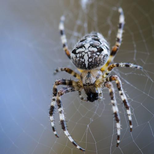 Spider on the web.