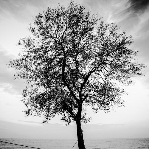 Damaged trees