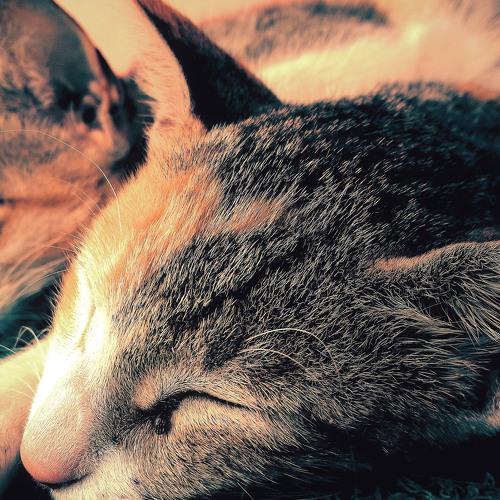 Sleepy head