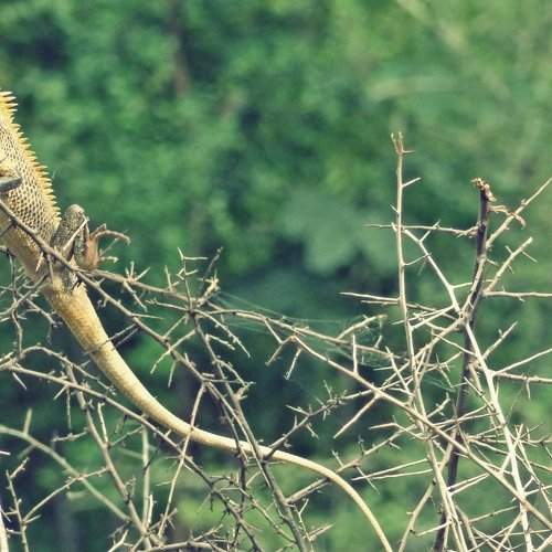 chameleon