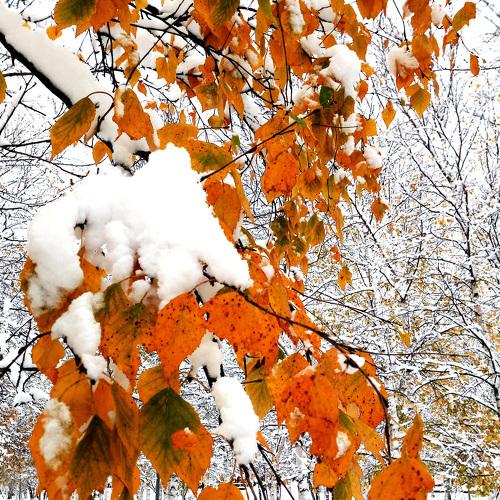 The First Snow (Первый снег)
