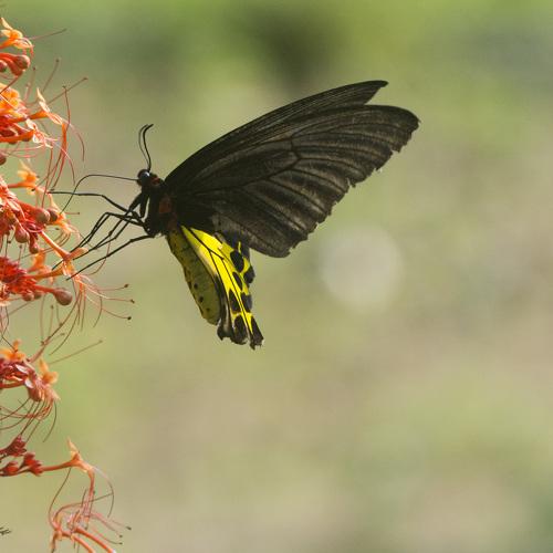 Common Birdwing
