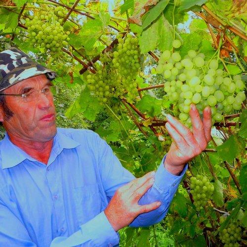 ВИНОГРАДАРЬ ЧУВАШИИ НИКОЛАЙ БЕЛОВ-АМАНИК