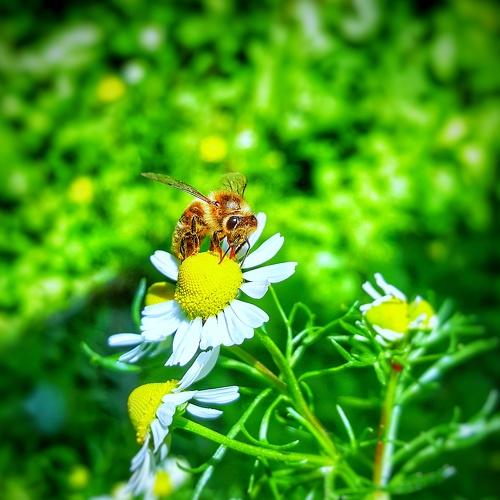 Bee.