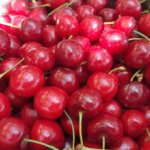 Photo #2637731