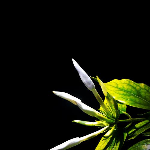 ।। Nature's Beauty ।।