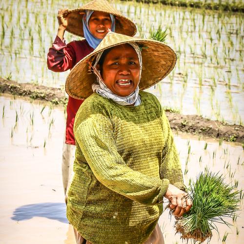 Working in the rice field