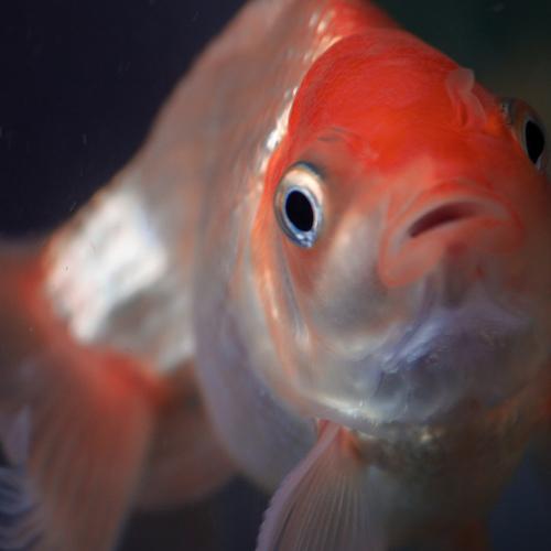 Pet fish