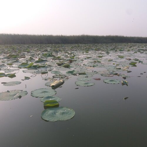Indus