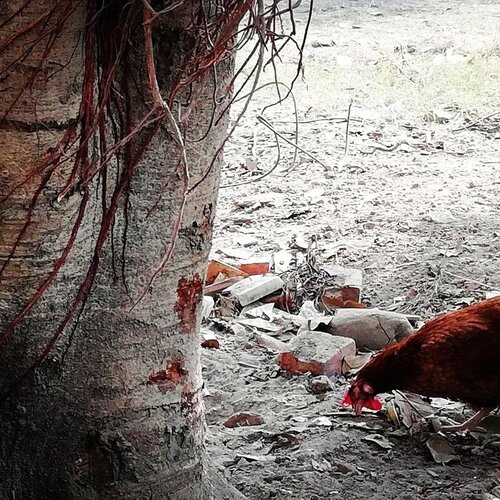 Photo #2644482