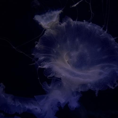 Photo #2645667
