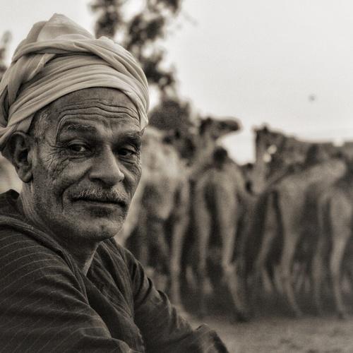 The camels guard