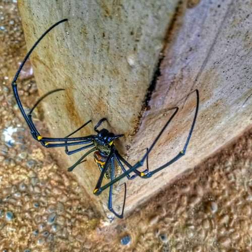 Araneomorphae