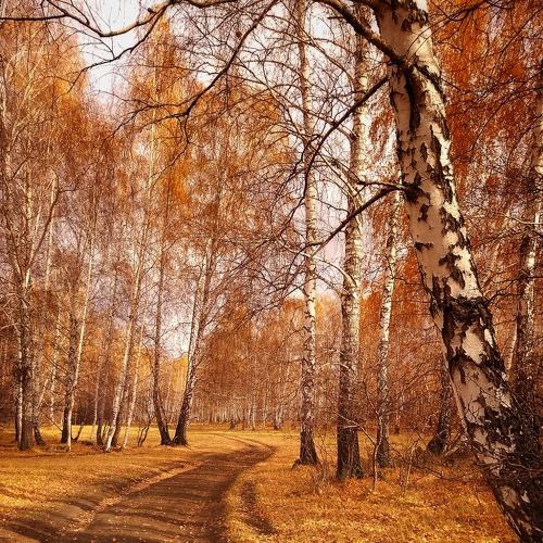 Осенний лес