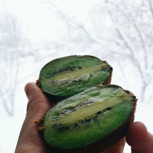 киви на руках