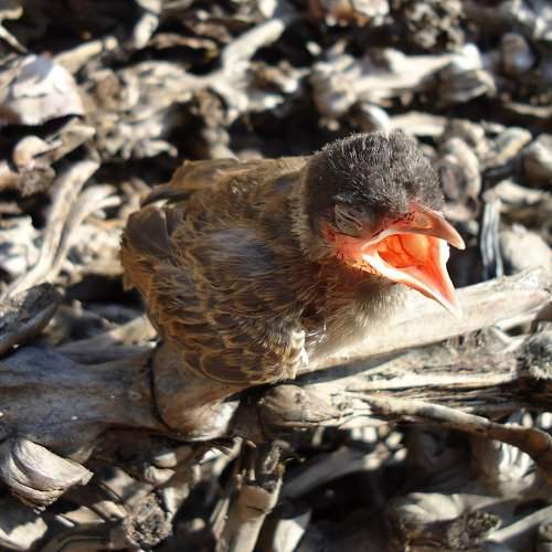 Baby Robin