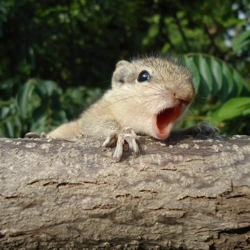 squirrel
