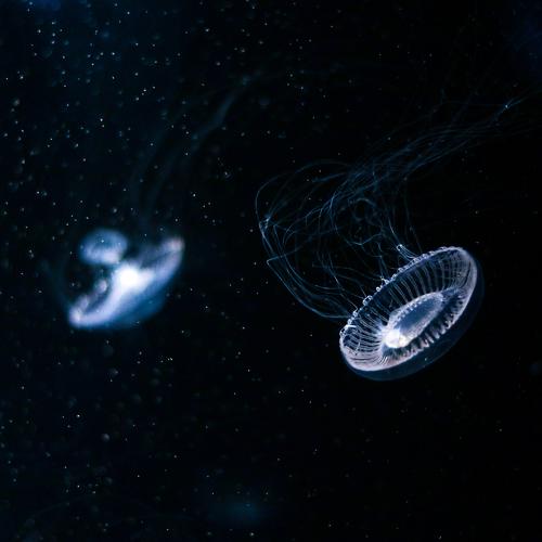 Jellyfish space / Космос медуз