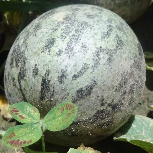 A growing melon