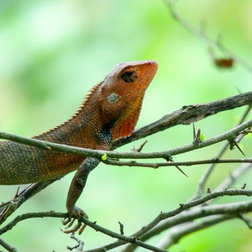 Lizard