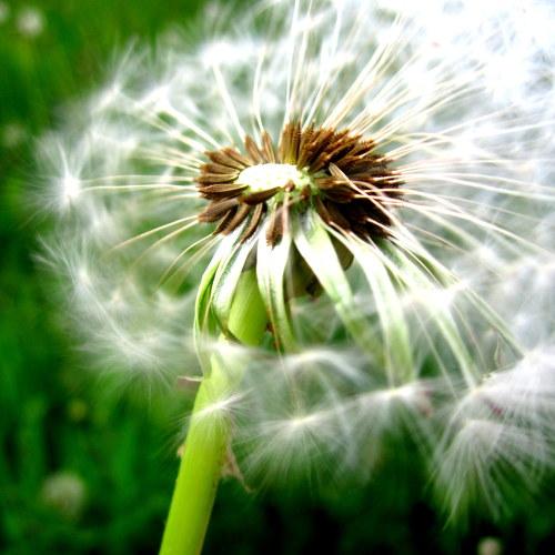 dandelion