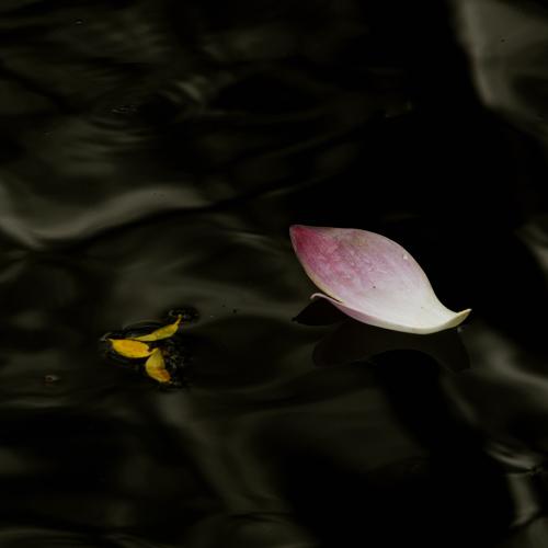 lotus
