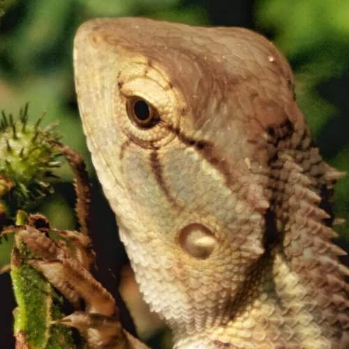 Garden lizard