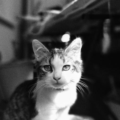 Домашний кот
