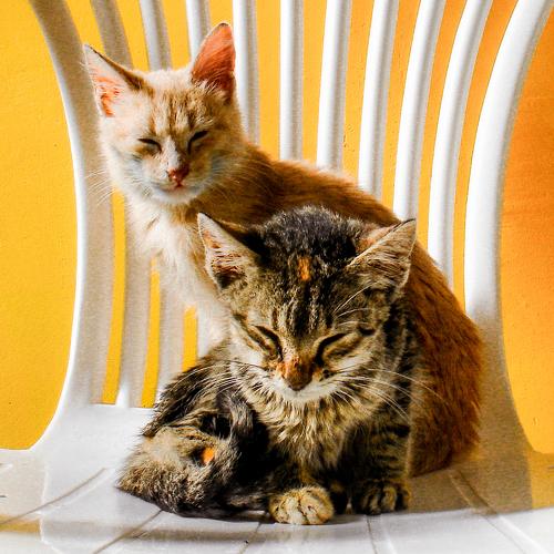 Animal passion