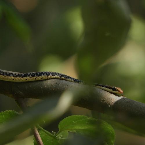 Brongeback Tree Snake