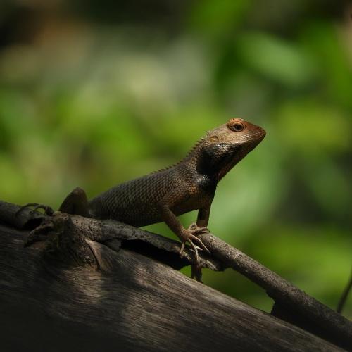 An Oriental Garden lizard