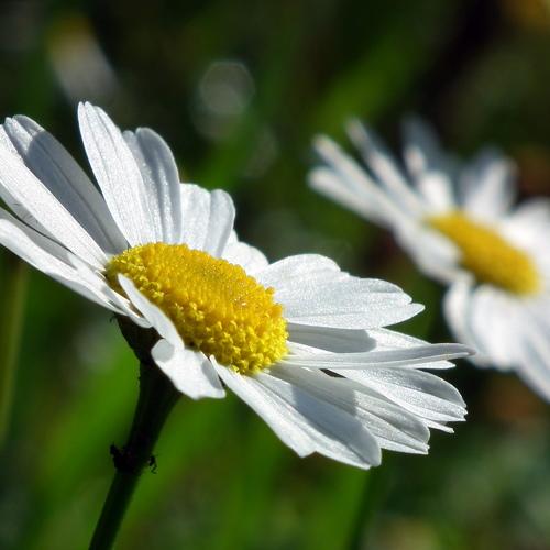 Chamomile