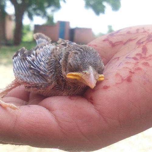 Baby sparrow