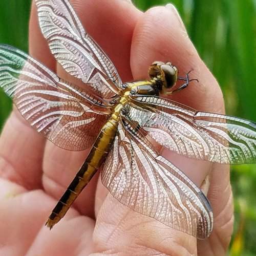 Sommer Libelle