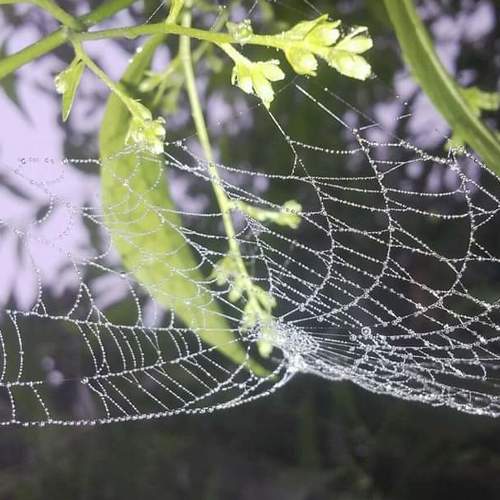 Nature's Love against Nature!