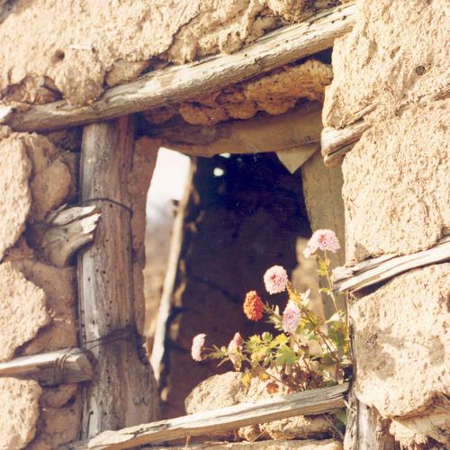 Window into the world