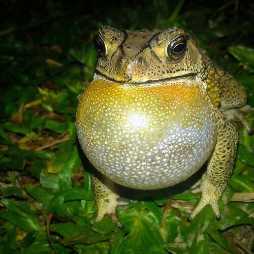 A Frog