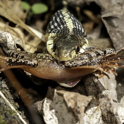Grass-snake and the frog