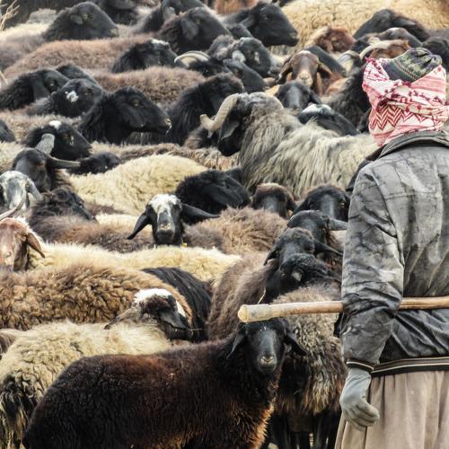 herdsman