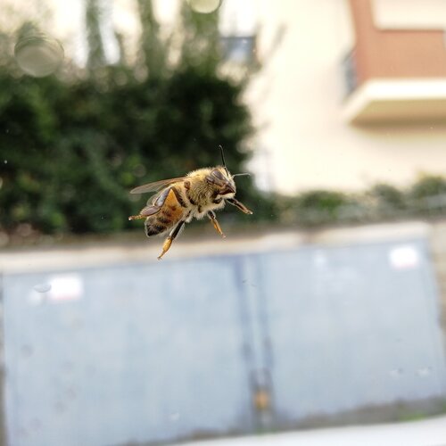 Bee