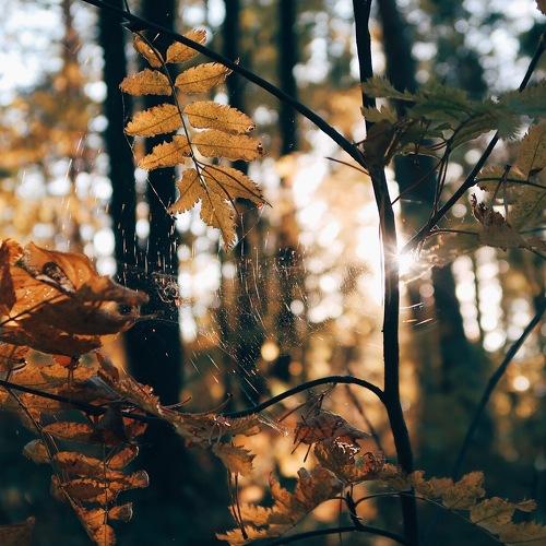 autumn web