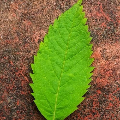 Leaves