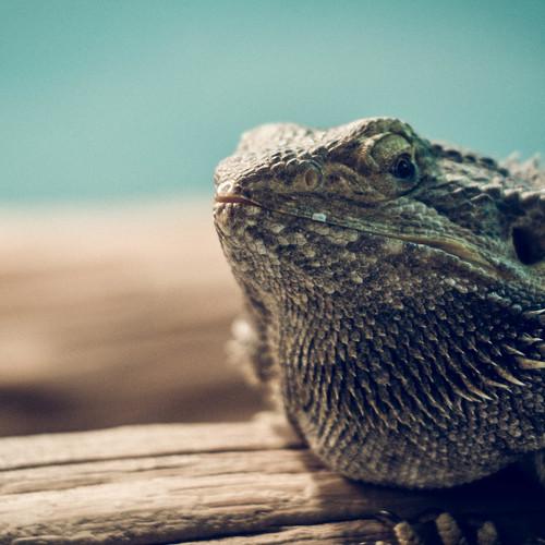 Agava lizard