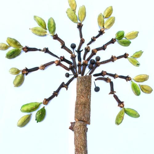 Life of tree.